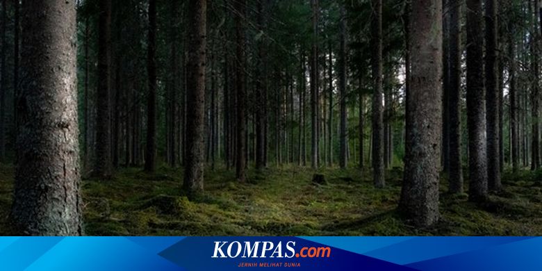 Hutan Lantosan Rogas Suara Mistis Malam Hari