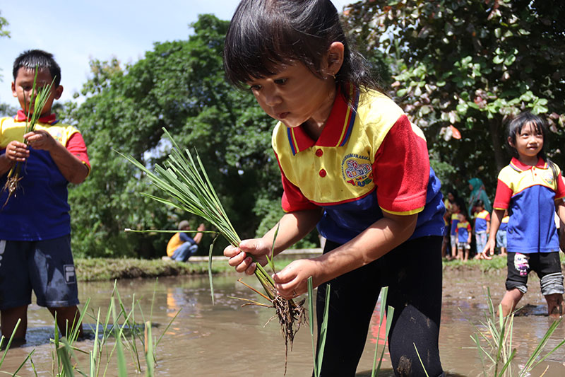 Tawa Anak Kecil Menggema di Sawah Padang Sihombing Kenangan dan Harapan