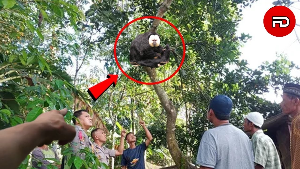 7 Pahlawan Nasional Indonesia yang Jasadnya Masih Misteri, Ini Daftar ... Makhluk berwajah aneh muncul di Semangat Jalan Pahlawan Nasional